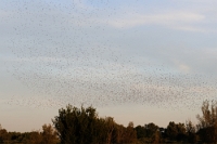 45718 Avifauna, Sturnus vulgaris (Stormo di Storni)